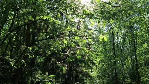 The sun's rays pass through the leaves of the trees. Stock Footage 230356600