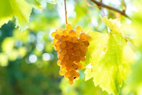 The sun's rays pass through a ripe bunch of pink grapes hanging on a vine Stock Photos