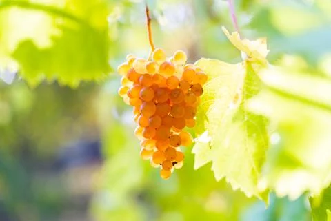 The sun's rays pass through a ripe bunch of pink grapes hanging on a vine Stock Photos