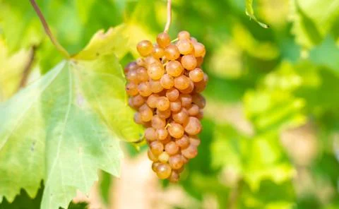 The sun's rays pass through a ripe bunch of pink grapes hanging on a vine Stock Photos