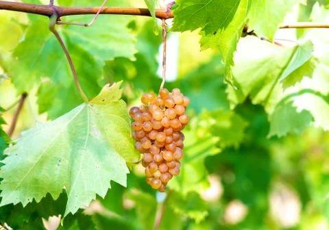 The sun's rays pass through a ripe bunch of pink grapes hanging on a vine Stock Photos
