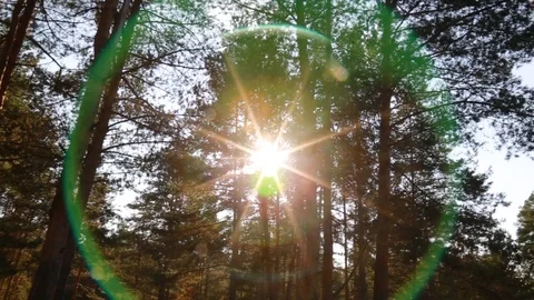 Sun's rays pass through the trees and create beautiful glares. Stock Footage 99064604