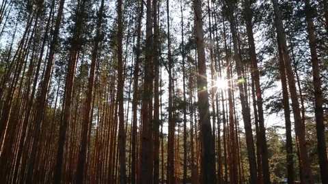 Sun's rays pass through the trees. Pine forest. Stock Footage 99064617