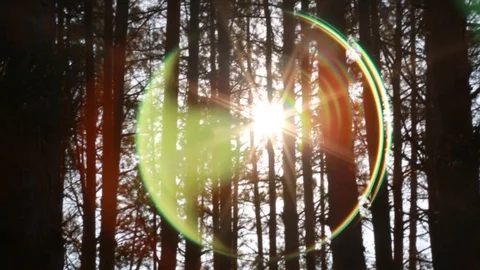 Sun's rays pass through the trees and create beautiful glares. Stock Footage 99064623