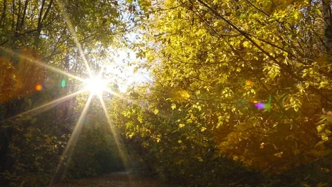 Sun's rays pass through the trees and create beautiful glares. Stock Footage 99064629
