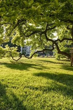 The sun's rays passing through the crowns of trees. Stock Photos