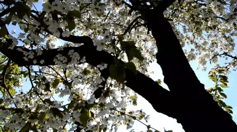 The sun's rays passing through the flowering tree Stock Footage 44027368