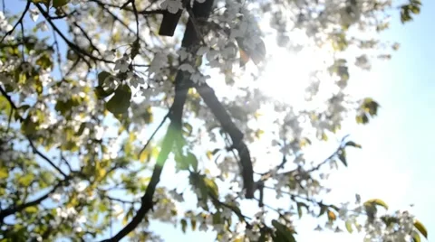 The sun's rays passing through the flowering tree Stock-Footage 44027475