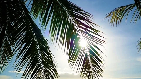 The sun's rays passing through the palm branch. Tropical trees on the coast 库存影片 75241263