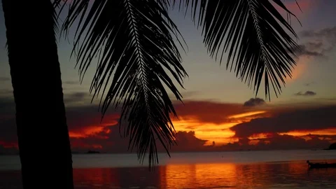 The sun's rays passing through the palm branch. Tropical trees on the coast Vidéo 75337693