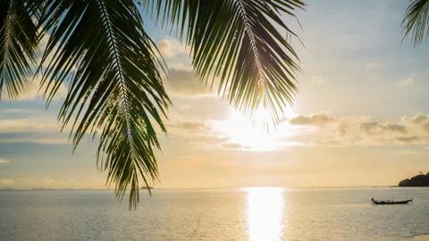 The sun's rays passing through the palm branch. Tropical trees on the coast Stock Photos