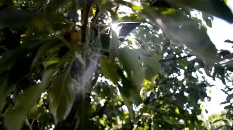 The sun's rays passing through the tree branches Stock Footage 46784803