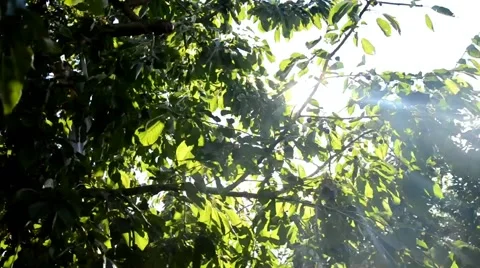 The sun's rays passing through the tree branches Stock Footage 46784870