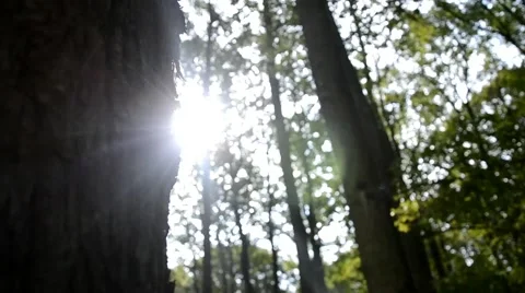 The sun's rays passing through the trees, Slovak forest Stock Footage 41425762