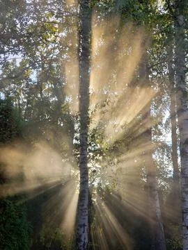The sun's rays passing through the trees Stock Photos