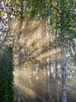 The sun's rays passing through the trees Stock Photos