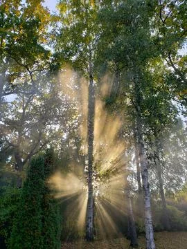 The sun's rays passing through the trees Stock Photos