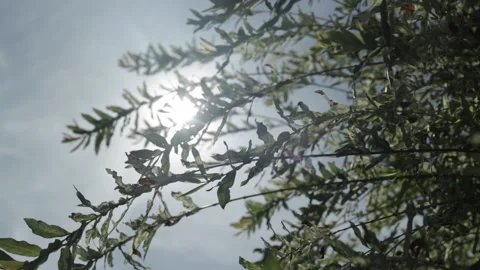 Sun's Rays Peeking Through a Bush Video stock 170634097