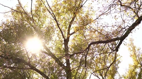 The sun's rays peer through the foliage of the tree. autumn forest Stock Footage 81319878