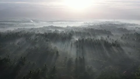 The sun's rays penetrate the coconut trees Stock Footage 243902413