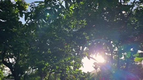 The sun's rays penetrate the dense foliage of tropical trees. Stock Footage 339880219