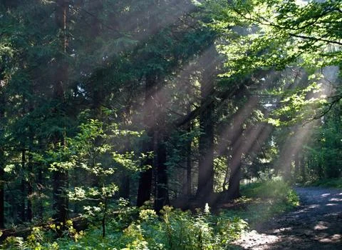 The sun's rays penetrate the forest between the branches in the morning Stock Photos