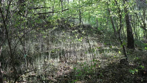 The sun's rays penetrate the plants in the forest, 8K Stock Footage 168873651