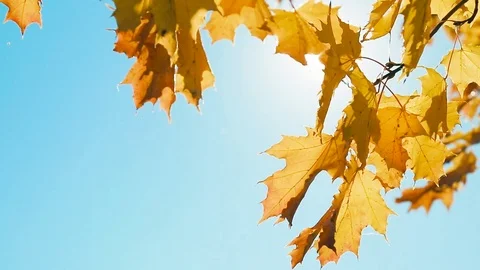 Sun's rays penetrate through the autumn leaves Stock Footage 80989197