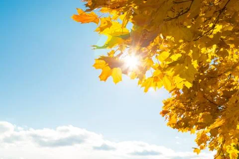 Sun's rays penetrate through the autumn leaves Stock Photos