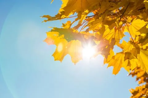 Sun's rays penetrate through the autumn leaves Stock Photos