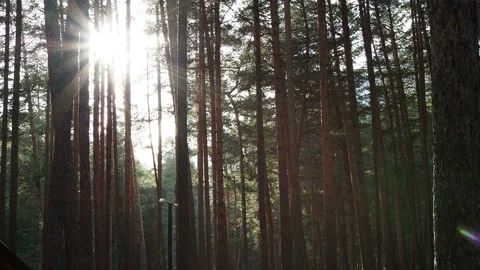 Sun's rays penetrate the trunks of tall pines Stock Footage 122977878