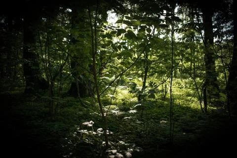 The sun's rays Foto stock