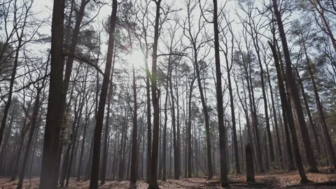 The sun's rays pierce through the canopy of bare trees, casting long shadows on Stock Footage 279992731