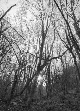 The sun's rays piercing the trees in black and white Stock Photos