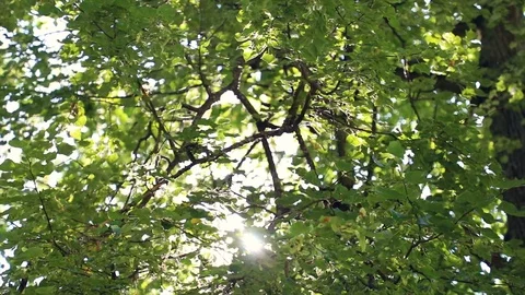 The sun's rays play in the foliage of a green tree Stock Footage 101255577