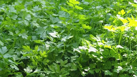 The sun's rays play on the parsley leaves in the wind. Stock Footage 169741062