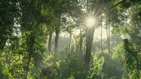 The sun's rays poured out from the rainforest. Stock-Footage 145810556