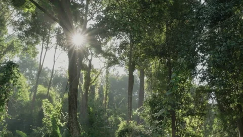 The sun's rays poured out from the rainforest. Stock Footage 153072828
