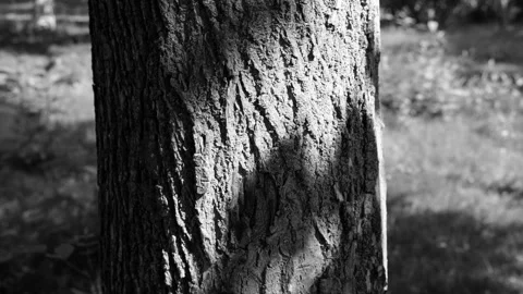 The sun's rays reflect the branches of the tree on the bark of the tree. 4k Stock Footage 166103359