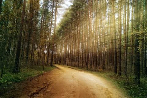 The sun's rays Shine along the trees nature. Stock Photos