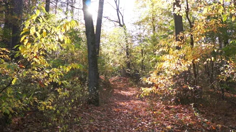The sun's rays shine between the tree trunks. Autumn. Nature Stock Footage 42897078