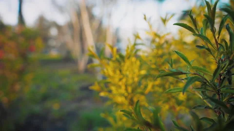 The sun's rays shine on a bush with leaves Stock Footage 203215844