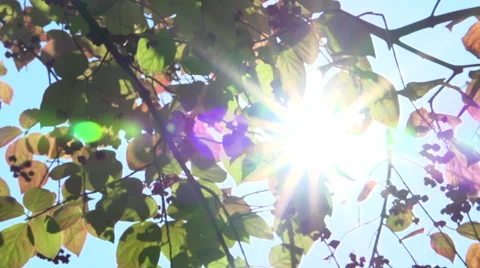 The sun's rays shine through the autumn leaves. Video stock 55304255