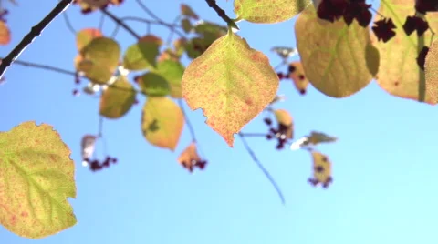The sun's rays shine through the autumn leaves. Video stock 55304837