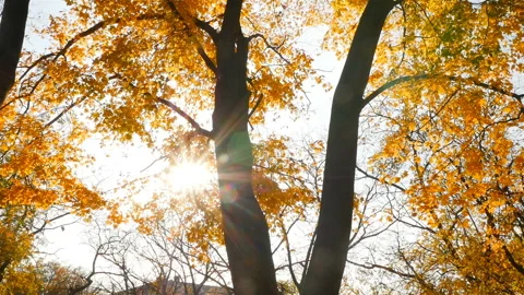 The sun's rays shine through the autumn leaves of trees. Autumn time. Slow Stock Footage 120296758