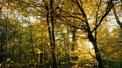 The sun's rays shine through the autumn leaves of the trees in the park. Stock Footage 218630749