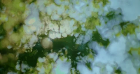 Sun's rays shine through the branches of trees. Close-up of foliage in the Stock Footage 133088436