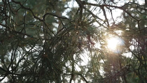 The sun's rays shine through the branches of a coniferous tree Stock Footage 138176227