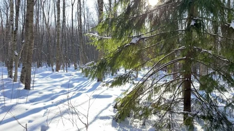 The sun's rays shine through the branches of a spruce tree in a winter forest Stock Footage 264970440