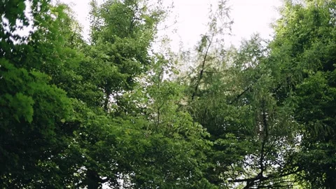 The sun's rays shine through the branches of the trees Stock Footage 338347311